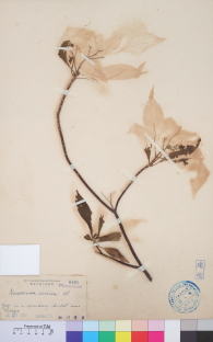 Specimen thumbnail